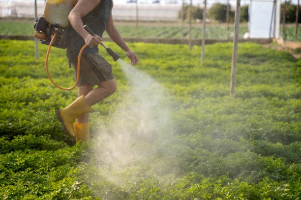 Best Best Pest Control Companies  in Rainbow, CA